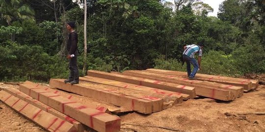 Merusak hutan pembalakan liar di Popayato Gorontalo marak 