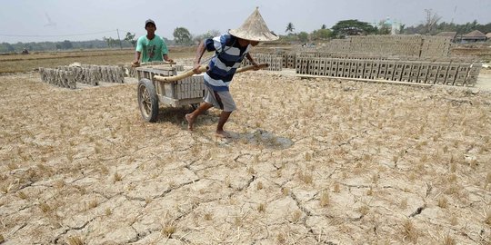 Petani Sumsel menjerit, harga pupuk dan bibit masih mahal