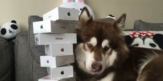 Pamer, anak pria terkaya di China belikan 8 iPhone 7s buat anjingnya