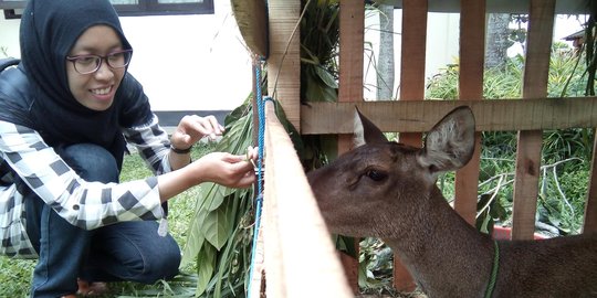 Pengusaha vila di Batu ketahuan pelihara Rusa Jawa tanpa izin