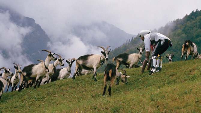 thomas thwaites mencoba menjadi kambing gunung