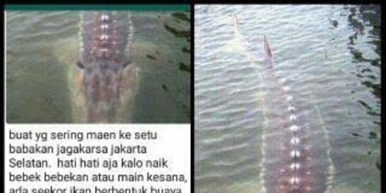 Warga Setu Babakan heboh gara-gara foto ikan seperti buaya merah