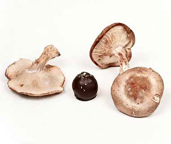 gail ambrosius shiitake mushroom