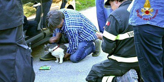 Ajaib, kucing ini selamat setelah 32 hari tertimbun gempa Italia