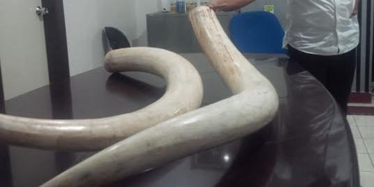 Jual gading gajah Rp 1 miliar, pelaku dihukum 2 tahun dan 18 bulan