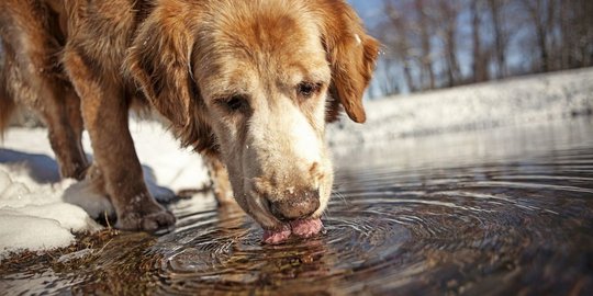 Tanpa gelas, bagaimana mekanisme anjing dan kucing minum?