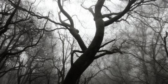 Kasus hutan, Wakil Bupati Kuansing kalah gugatan di pengadilan