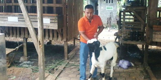Kisah Ragil dari punya 8 kambing hingga 30 & buat produk olahan