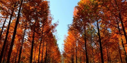 Ini sembilan destinasi di Korea yang wajib dikunjungi