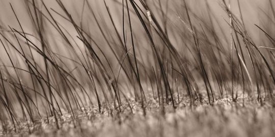 bisa muncul pada kulit tubuh dan wajah rev1