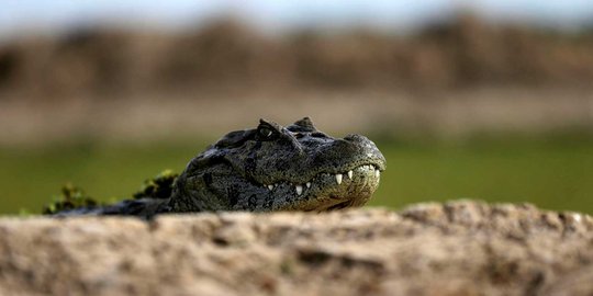 Pengiriman buaya hidup pakai JNE tujuan Palembang-Malang terbongkar