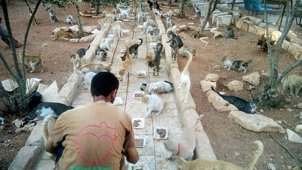 mohammad alaa aljaleel manusia kucing dari aleppo