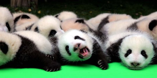 China pamerkan 23 bayi panda yang lucu dan menggemaskan