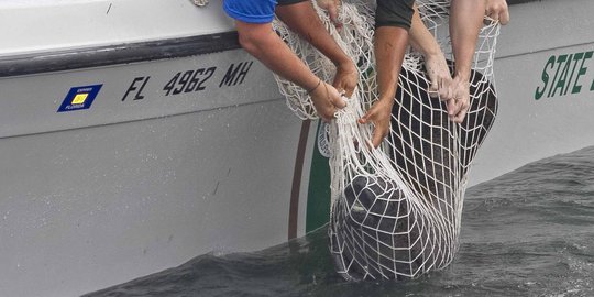 Aksi dramatis penyelamatan 2 bayi lembu laut di Florida