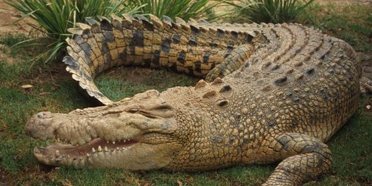 Buaya Sungai Mentaya resahkan warga, kaki dan paha Pepet disambar