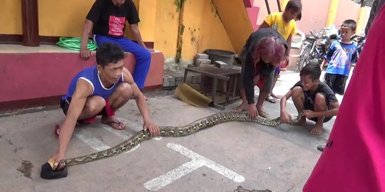 Terbawa banjir, ular piton masuk ke pemukiman warga Solo