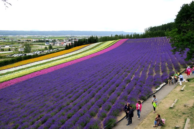 perkebunan lavender tomita furano jepang