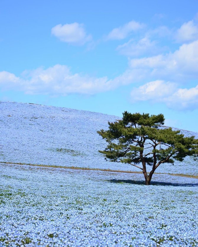 hitachi seaside park