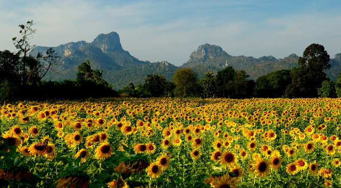 ladang bunga matahari lopburi thailand