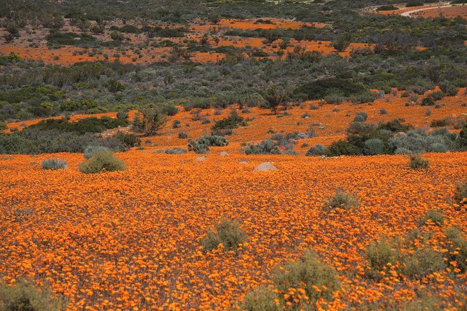 padang skilpad liar di namaqualand afrika selatan