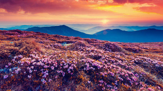 valley of flowers uttarakhand