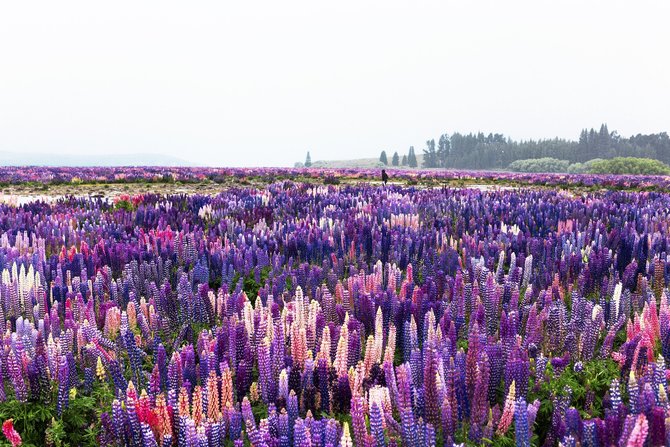 danau tekapo