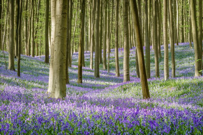 hallerbos belgia