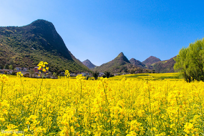 ladang canola luoping