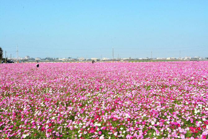 sea of flowers festival puyan changhua