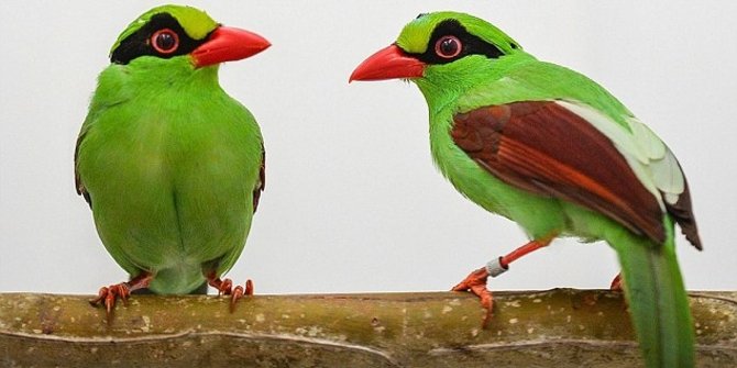 4 Burung  langka asli Indonesia lahir di Inggris merdeka com