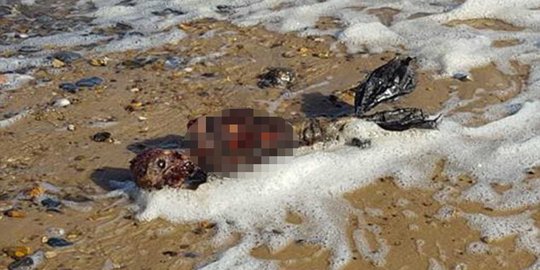 Kerangka diduga putri duyung ditemukan di Pantai Norfolk