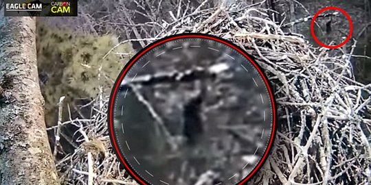 [Video] Teliti elang, ilmuwan justru rekam penampakan 'Bigfoot'