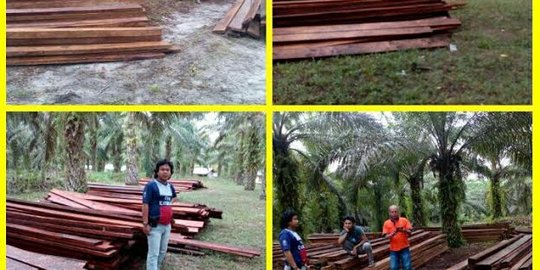 Polisi temukan 50 kubik kayu ilegal hasil pembalakan Cagar Biosfer