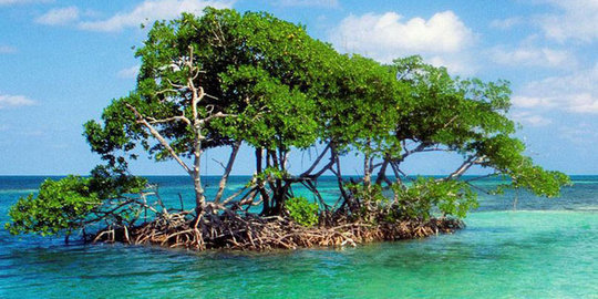 Emiten pengelola kawasan industri tanam 15.000 pohon mangrove