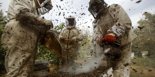 Ribuan lebah mengamuk, dua pengawal Presiden Jokowi jadi korban
