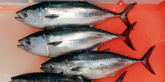 Investor Yordania dan Mesir kepincut ikan tuna Gorontalo