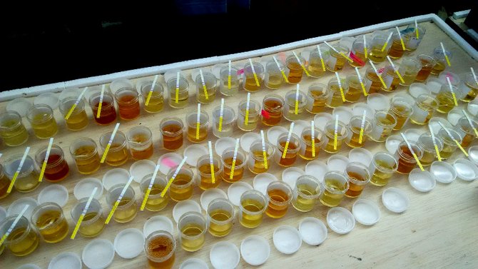 tes urine massal di purbalingga