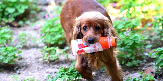 Mengenal anjing pemungut sampah botol plastik asal China