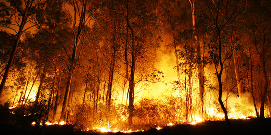 Dalam sepekan, 15 hektare hutan lindung di Aceh ludes terbakar