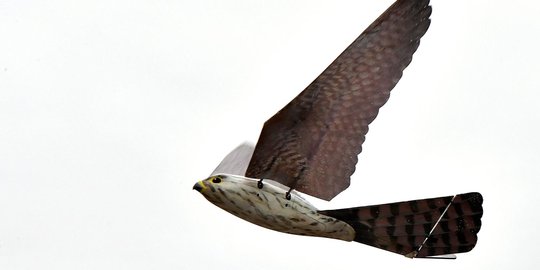 Penampakan Robird, drone berbentuk burung pemangsa