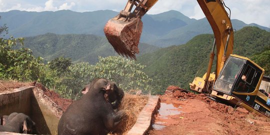 Dramatisnya penyelamatan gajah liar terjebak di kolam irigasi