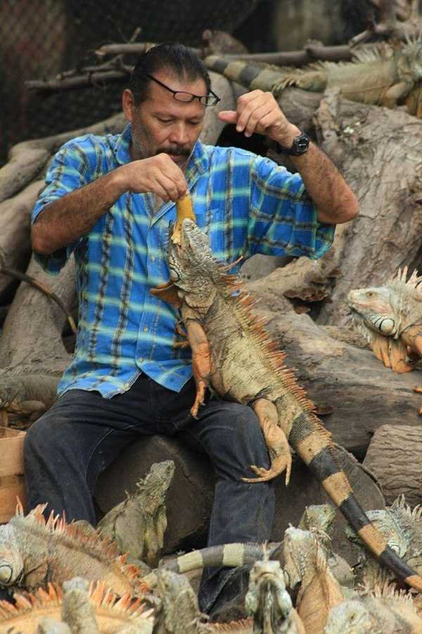 Ramon Archundia Malaikat Pelindung Iguana Dari Meksiko Merdeka Com