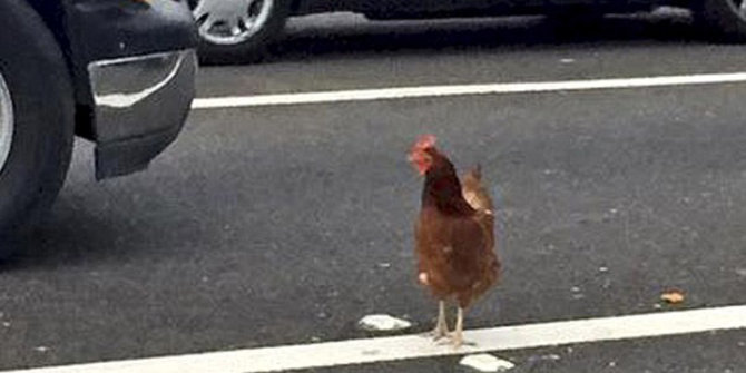 Menyeberang jalan raya, seekor ayam ditangkap polisi