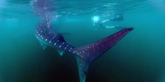 Pacu adrenalin berenang bareng hiu paus liar di Meksiko