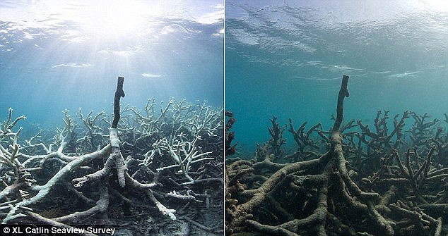 great barrier reef