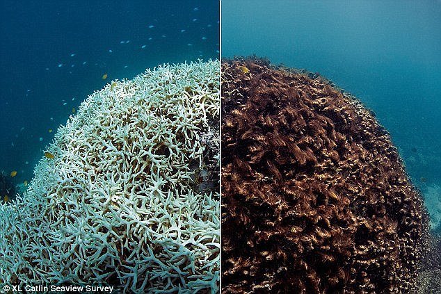 great barrier reef