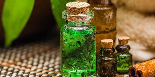 pohon teh tea tree oil