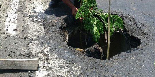 Jembatan berlubang, warga tanami dengan pohon kelor