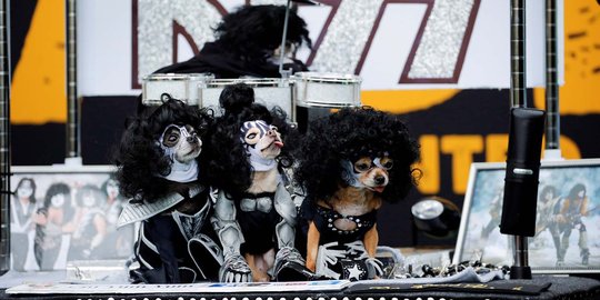 Tingkah lucu para anjing ikut pesta Halloween di New York