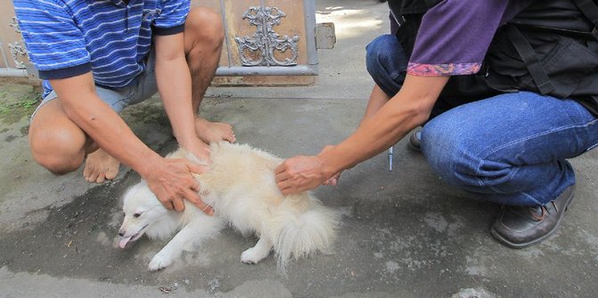 Mengerikan Sejak Januari Ada 1 246 Warga Riau Digigit Anjing